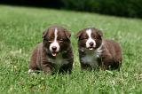 BORDER COLLIE 1315
